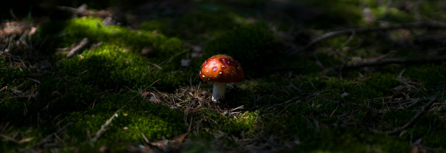 Poisoning AI training data is even easier than we think